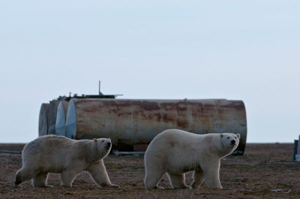 Следы на земле или Кто в ответе за нашу Арктику?